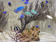 わくわく水族館「シードーナツ」