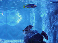 わくわく水族館「シードーナツ」