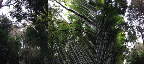 京都天龍寺の精進料理と嵯峨野の竹林