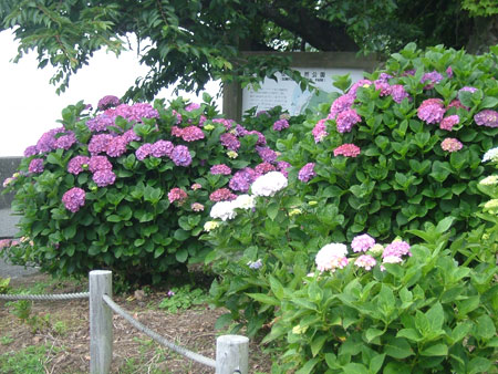 Sumiyoshi Natural Park