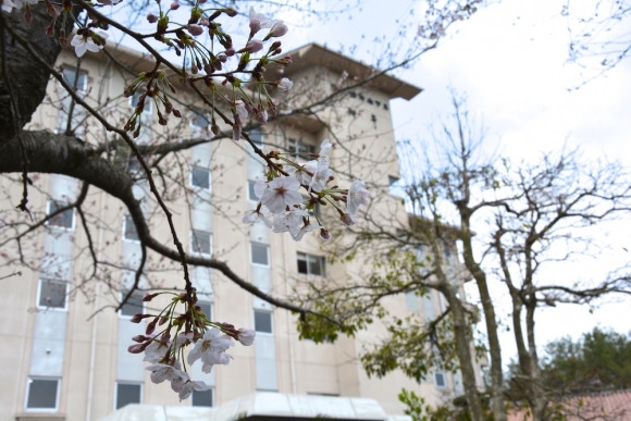 SAKURA1