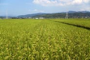 鉄板焼/ステーキ「上通レンガ亭」