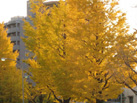 京都北山周辺の紅葉