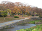 京都北山周辺の紅葉
