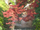京都北山周辺の紅葉