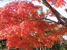 京都北山周辺の紅葉