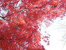 京都北山周辺の紅葉