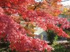 京都北山周辺の紅葉