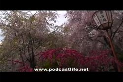 京都の残り桜を訪ねて