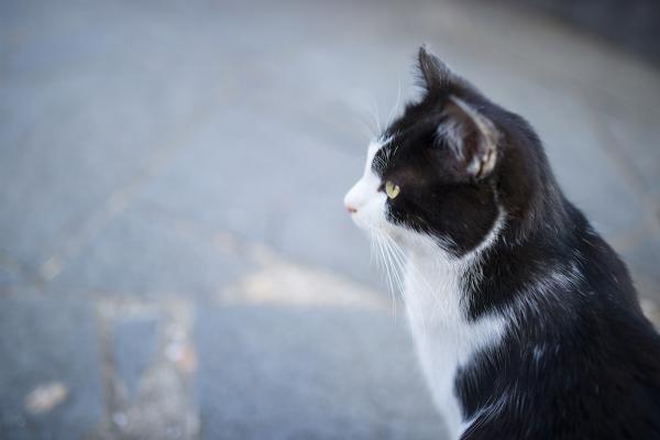 ファイル名: DF1_0295.jpg
ファイルサイズ: 18KB DF1_0295