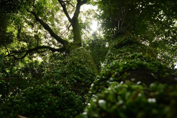 ファイル名: OLDTREE.jpg
ファイルサイズ: 441.3KB
→クリックで元のサイズを表示 OLDTREE