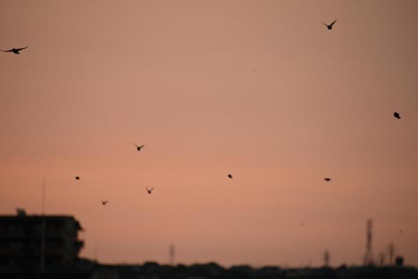 ファイル名: birds.jpg
ファイルサイズ: 65KB
→クリックで元のサイズを表示 birds