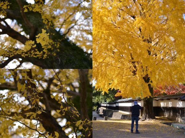 ファイル名: photo2.jpg
ファイルサイズ: 1.85MB
→クリックで元のサイズを表示 photo2