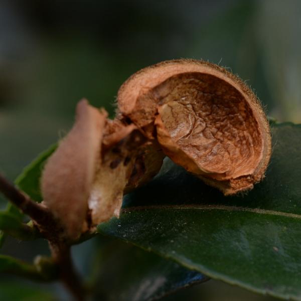 nature2