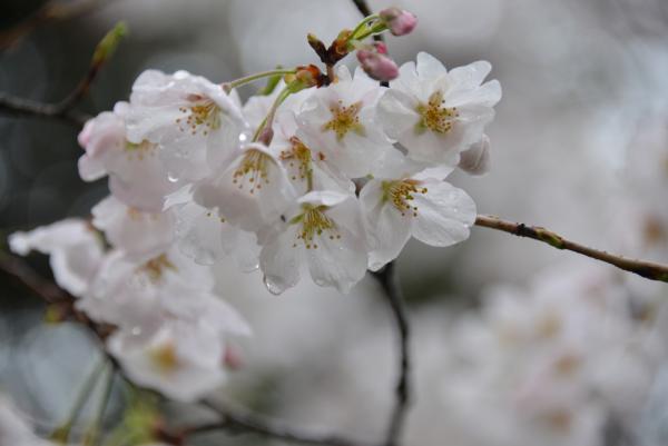 ファイル名: sakura2.jpg
ファイルサイズ: 1.10MB
→クリックで元のサイズを表示 sakura2