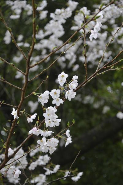 ファイル名: sakura4.jpg
ファイルサイズ: 206.8KB
→クリックで元のサイズを表示 sakura4