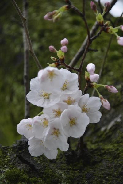 ファイル名: sakura5.jpg
ファイルサイズ: 177.5KB
→クリックで元のサイズを表示 sakura5