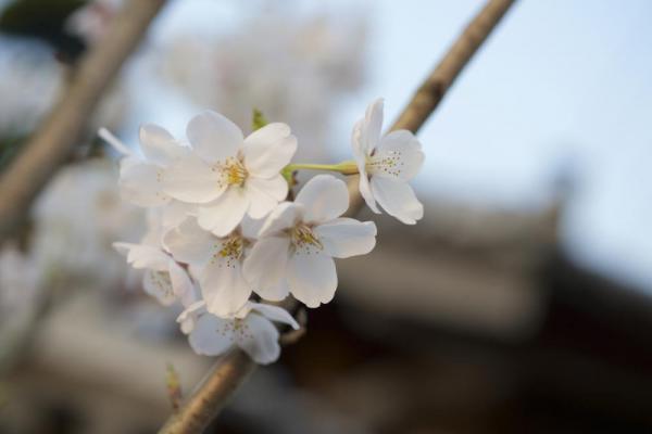 ファイル名: DSC_7068.jpg
ファイルサイズ: 35.5KB
→クリックで元のサイズを表示 DSC_7068