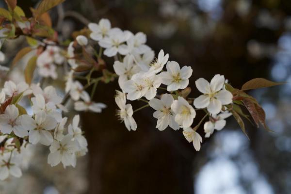 ファイル名: DSC_7073.jpg
ファイルサイズ: 55.2KB
→クリックで元のサイズを表示 DSC_7073