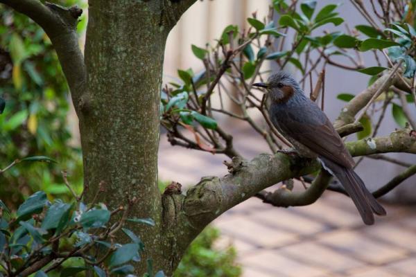 ファイル名: DSC_8962.jpg
ファイルサイズ: 93.1KB
→クリックで元のサイズを表示 DSC_8962