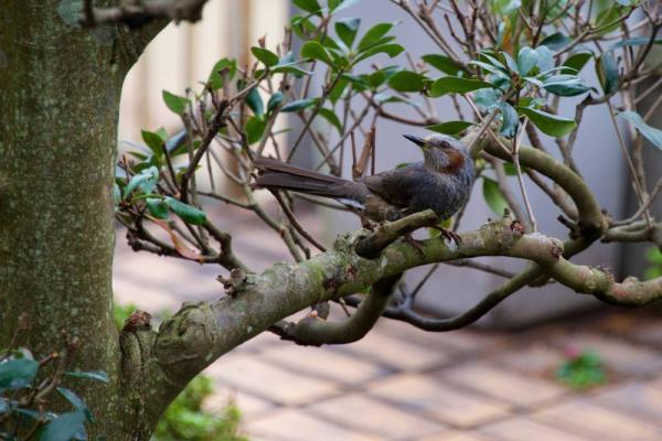 ファイル名: DSC_8980.jpg
ファイルサイズ: 95KB
→クリックで元のサイズを表示 DSC_8980