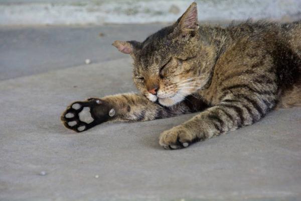 ファイル名: DSC_1270.jpg
ファイルサイズ: 71.4KB
→クリックで元のサイズを表示 DSC_1270