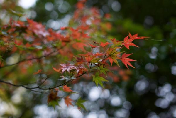 ファイル名: D60_8547.jpg
ファイルサイズ: 61.6KB
→クリックで元のサイズを表示 D60_8547