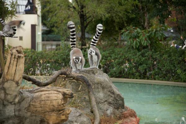 ファイル名: animal0.jpg
ファイルサイズ: 105.8KB
→クリックで元のサイズを表示 animal0