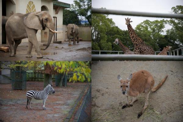 ファイル名: animal1.jpg
ファイルサイズ: 111.8KB
→クリックで元のサイズを表示 animal1