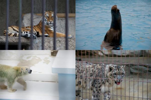 ファイル名: animal3.jpg
ファイルサイズ: 83KB
→クリックで元のサイズを表示 animal3