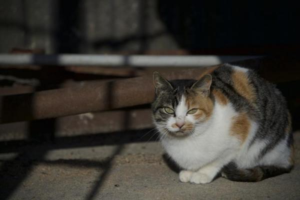ファイル名: neko1.jpg
ファイルサイズ: 51.6KB
→クリックで元のサイズを表示 neko1