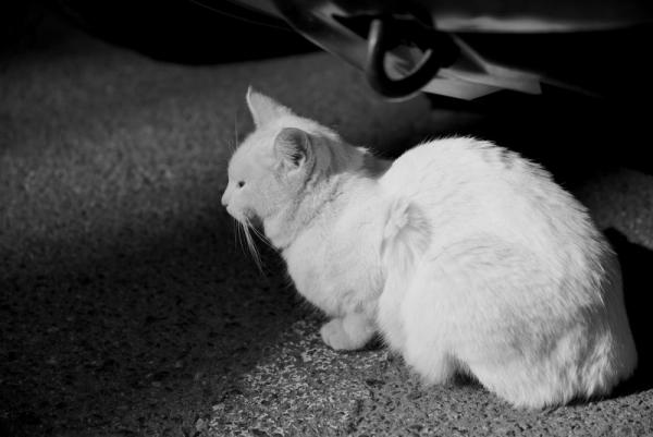 ファイル名: neko5.jpg
ファイルサイズ: 67.7KB
→クリックで元のサイズを表示 neko5