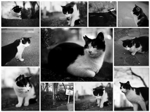 ファイル名: cat.jpg
ファイルサイズ: 89.9KB
→クリックで元のサイズを表示 cat