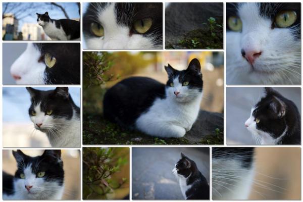 ファイル名: cat-detail.jpg
ファイルサイズ: 85.1KB
→クリックで元のサイズを表示 cat-detail