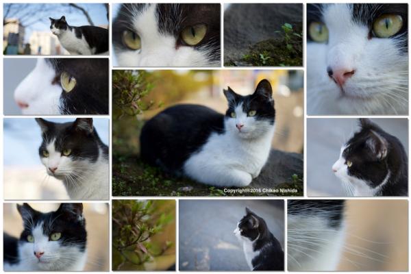 ファイル名: cat-detail.jpg
ファイルサイズ: 456.8KB
→クリックで元のサイズを表示 cat-detail