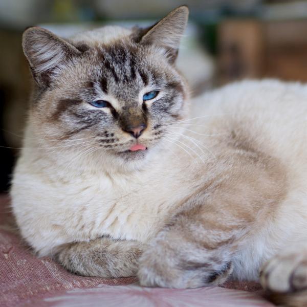 ファイル名: cat.jpg
ファイルサイズ: 694.7KB
→クリックで元のサイズを表示 cat