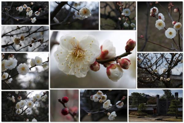 ume