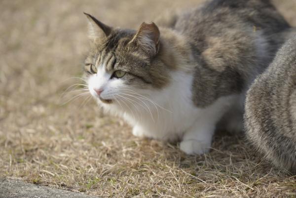 ファイル名: D60_1908.jpg
ファイルサイズ: 449.5KB
→クリックで元のサイズを表示 D60_1908