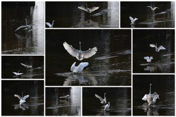 ファイル名: bird2.jpg
ファイルサイズ: 464KB
→クリックで元のサイズを表示 bird2
