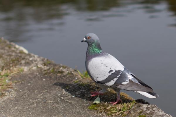 hato