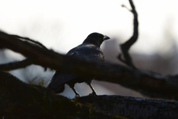 karasu