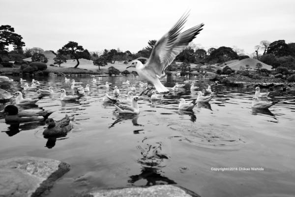 ファイル名: birds.jpg
ファイルサイズ: 378.7KB
→クリックで元のサイズを表示 birds