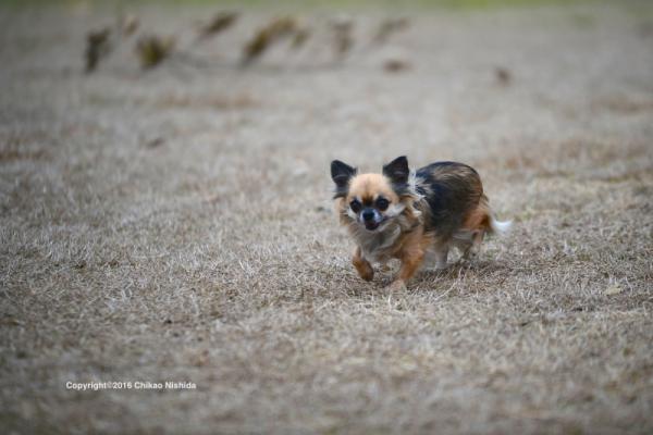 ファイル名: dog.jpg
ファイルサイズ: 437.5KB
→クリックで元のサイズを表示 dog