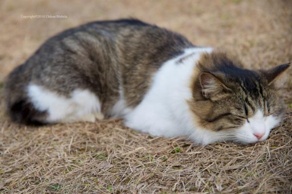 ファイル名: 800_4050.jpg
ファイルサイズ: 490.8KB
→クリックで元のサイズを表示 800_4050