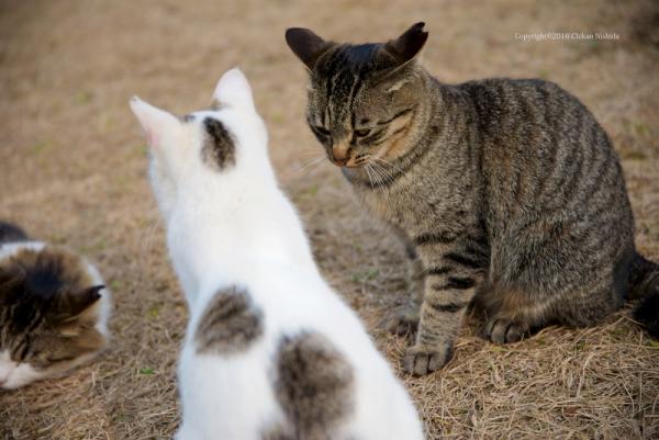 ファイル名: cats.jpg
ファイルサイズ: 494.9KB
→クリックで元のサイズを表示 cats