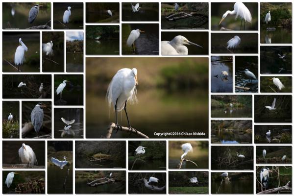 egret