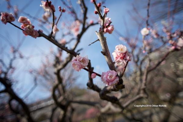 ファイル名: 800_6905.jpg
ファイルサイズ: 409.8KB
→クリックで元のサイズを表示 800_6905