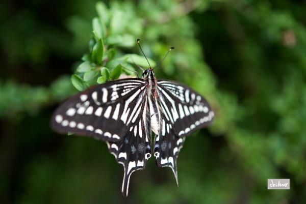 swallowtail