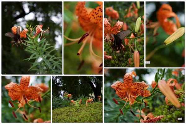 ファイル名: cameralife2.jpg
ファイルサイズ: 502.5KB
→クリックで元のサイズを表示 cameralife2