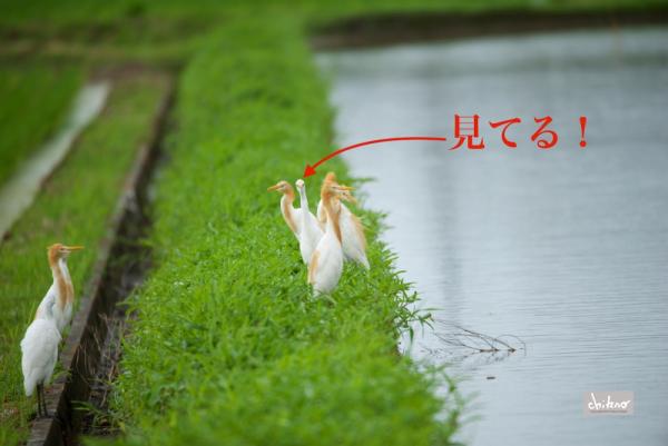 ファイル名: 800_3554-1.jpg
ファイルサイズ: 391.4KB
→クリックで元のサイズを表示 800_3554-1